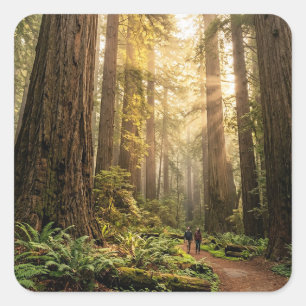 Forest Walk Square Sticker