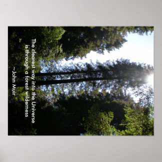 Forest Wilderness Redwoods Poster