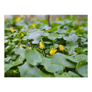 Forest Wildflowers – Botanical Nature Photography Poster