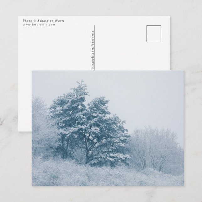 Forest Winter Nature Photo Postcard (Front/Back)