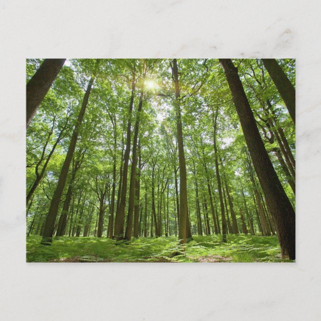 Forest with Sun Behind Postcard (Front)