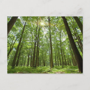 Forest with Sun Behind Postcard
