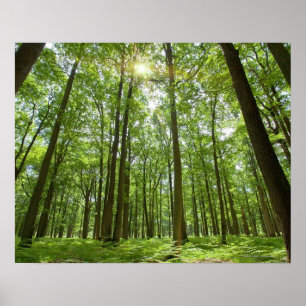 Forest with Sun Behind Poster