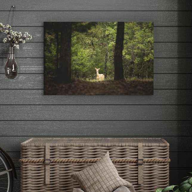 Forests | A White Tailed Deer in the Woods Canvas Print (Creator Uploaded)