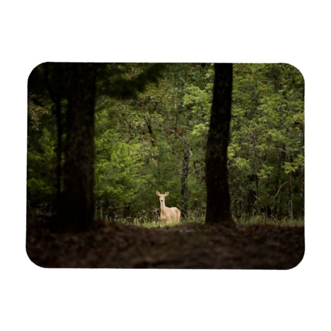 Forests | A White Tailed Deer in the Woods Magnet (Horizontal)