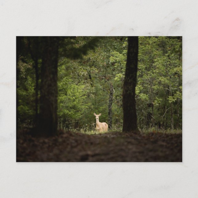 Forests | A White Tailed Deer in the Woods Postcard (Front)