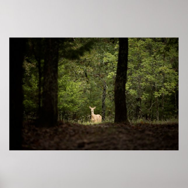Forests | A White Tailed Deer in the Woods Poster (Front)