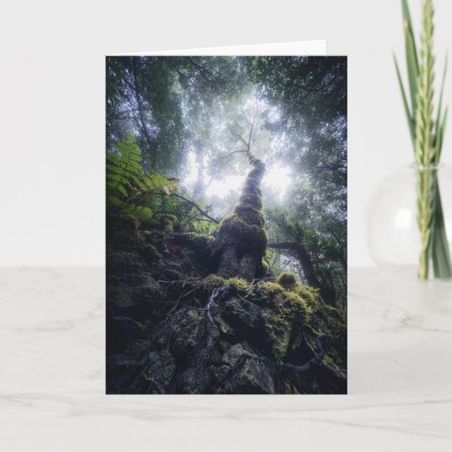 Forests | Anaga Rural Park Canary Islands Card (Front)