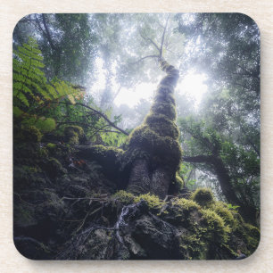 Forests Anaga Rural Park Canary Islands Coaster
