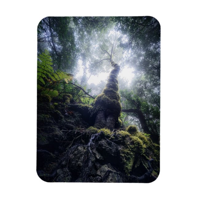 Forests | Anaga Rural Park Canary Islands Magnet (Vertical)