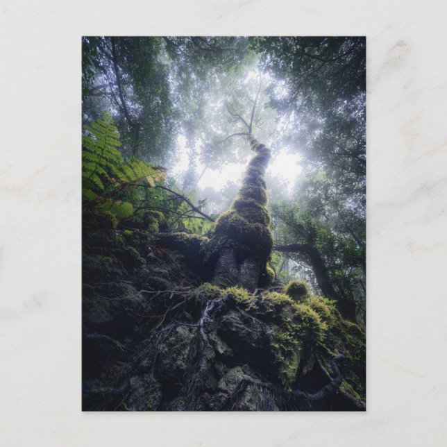 Forests | Anaga Rural Park Canary Islands Postcard (Front)