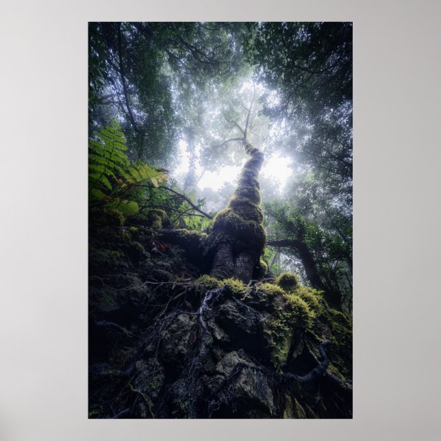 Forests | Anaga Rural Park Canary Islands Poster (Front)