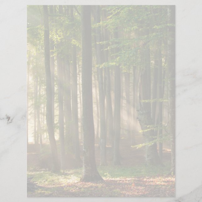Forests | Autumn Forest (Front)