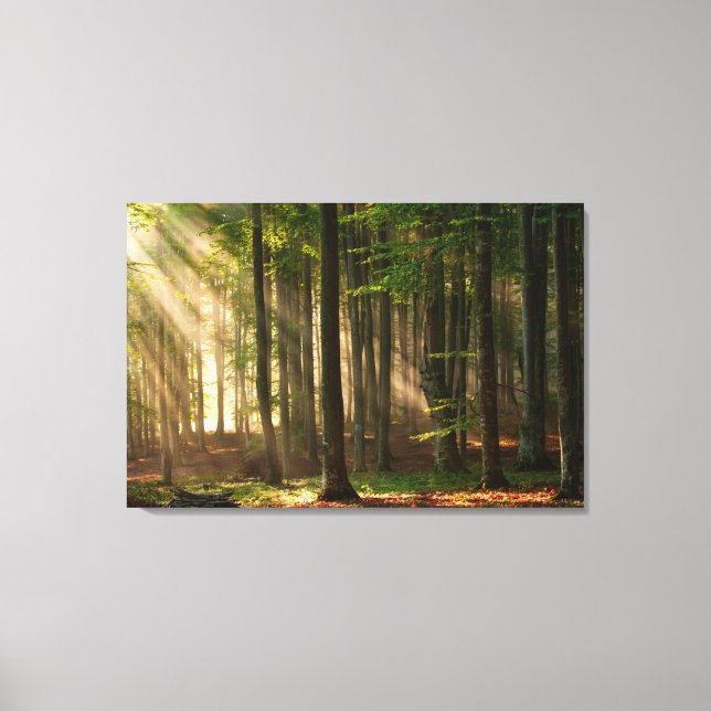 Forests | Autumn Forest Canvas Print (Front)