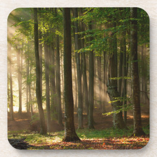 Forests Autumn Forest Coaster