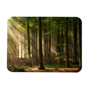 Forests   Autumn Forest Magnet