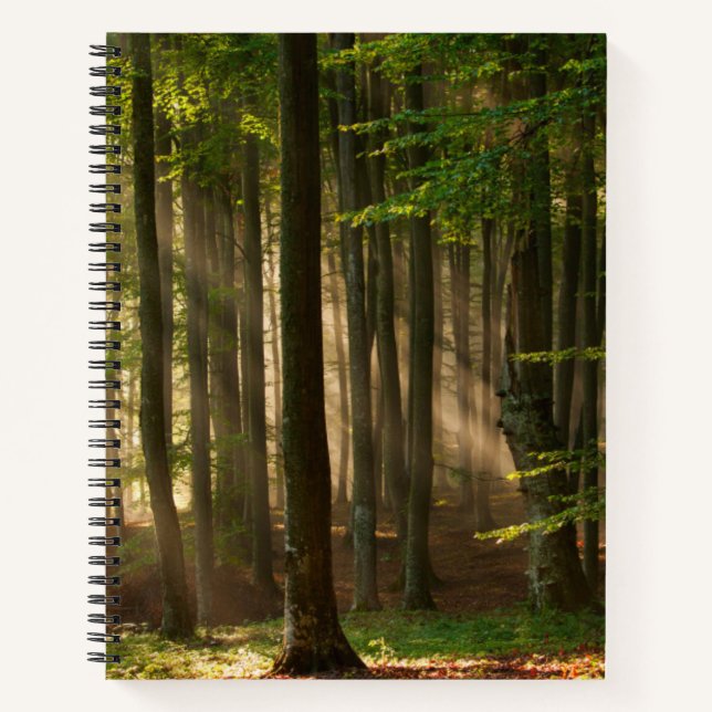 Forests | Autumn Forest Notebook (Front)