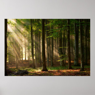 Forests Autumn Forest Poster