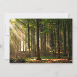 Forests   Autumn Forest Thank You Card