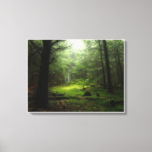 Forests Auvergne France Canvas Print
