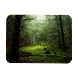 Forests Auvergne France Magnet