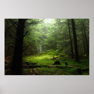 Forests   Auvergne France Poster