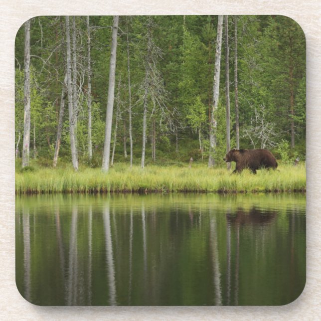 Forests | Bear at Taiga Forest Northern Finland Coaster (Front)