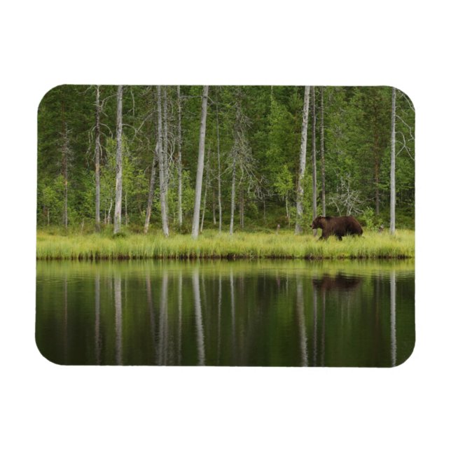 Forests | Bear at Taiga Forest Northern Finland Magnet (Horizontal)