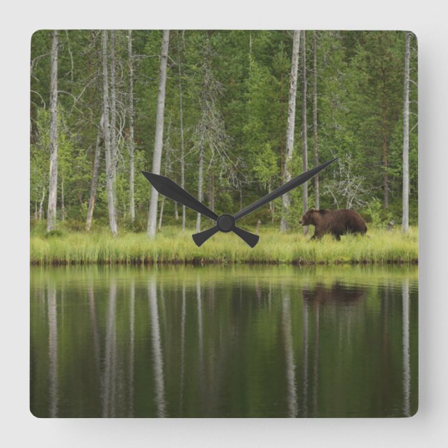 Forests | Bear at Taiga Forest Northern Finland Square Wall Clock (Front)