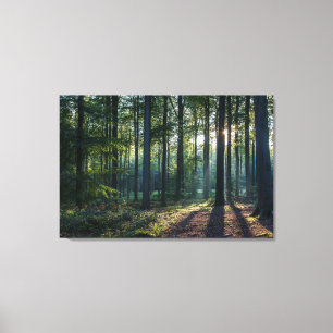 Forests Black Forest Germany Canvas Print