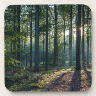 Forests Black Forest Germany Coaster