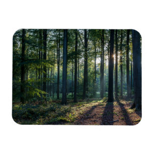 Forests   Black Forest Germany Magnet