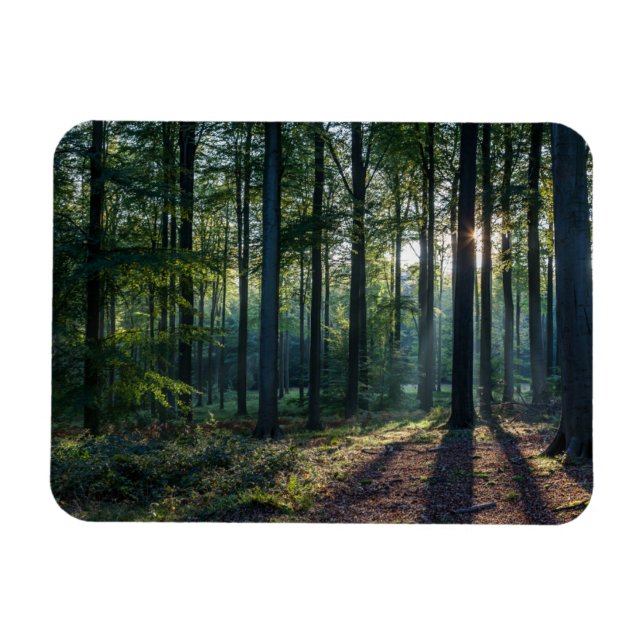 Forests | Black Forest Germany Magnet (Horizontal)