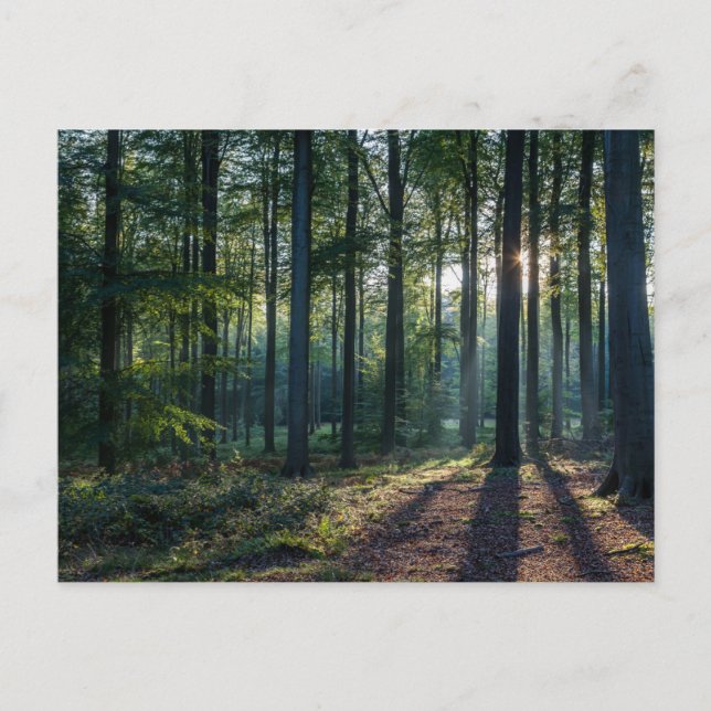 Forests | Black Forest Germany Postcard (Front)