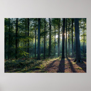 Forests Black Forest Germany Poster