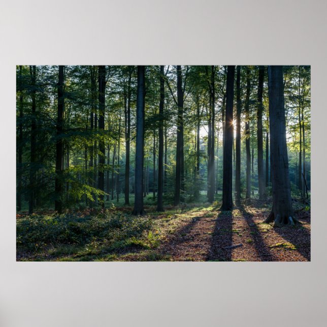 Forests | Black Forest Germany Poster (Front)