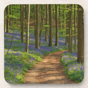Forests   Bluebell Forest in Belgium Coaster