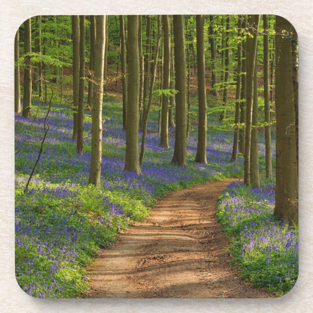 Forests | Bluebell Forest in Belgium Coaster (Front)