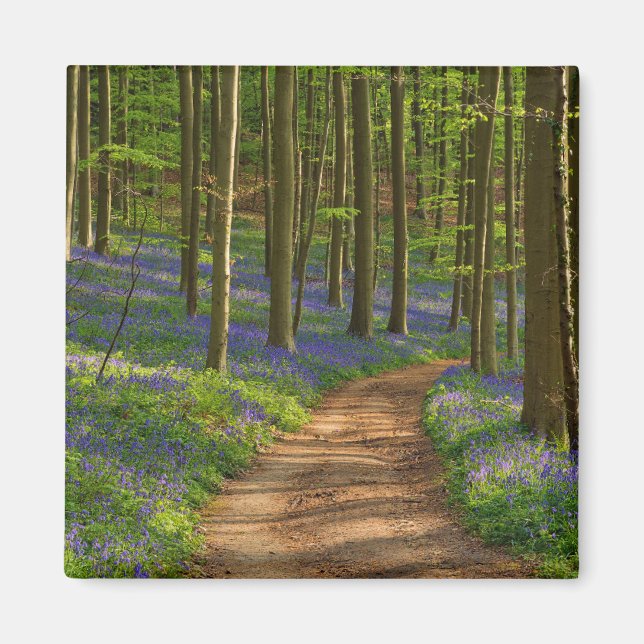 Forests | Bluebell Forest in Belgium Magnet (Front)