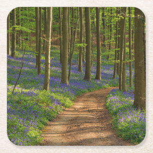 Forests   Bluebell Forest in Belgium Square Paper Coaster