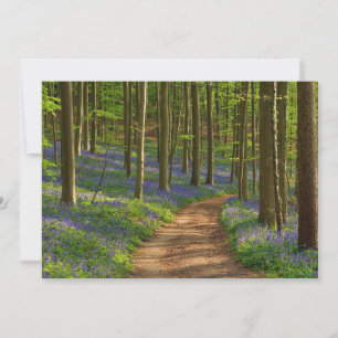 Forests   Bluebell Forest in Belgium Thank You Card