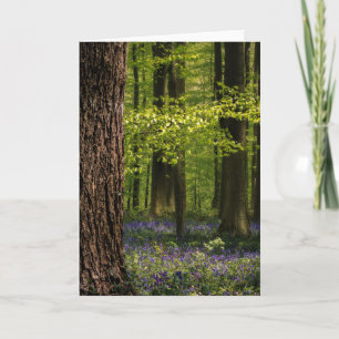 Forests   Bluebells in Belgium Card