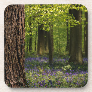 Forests Bluebells in Belgium Coaster