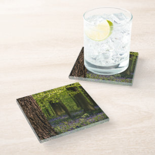 Forests Bluebells in Belgium Glass Coaster