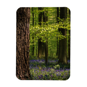 Forests Bluebells in Belgium Magnet