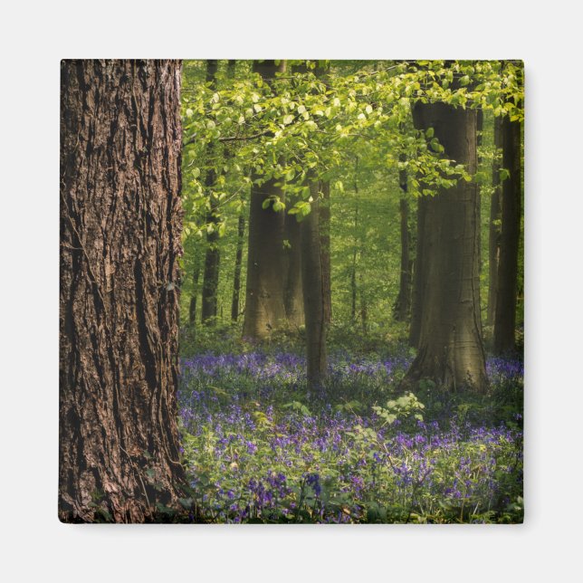 Forests | Bluebells in Belgium Magnet (Front)