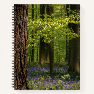 Forests   Bluebells in Belgium Notebook
