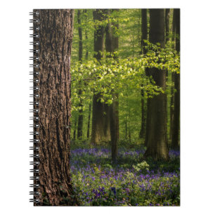 Forests   Bluebells in Belgium Notebook