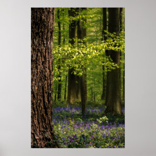 Forests   Bluebells in Belgium Poster