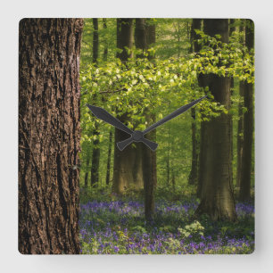 Forests Bluebells in Belgium Square Wall Clock